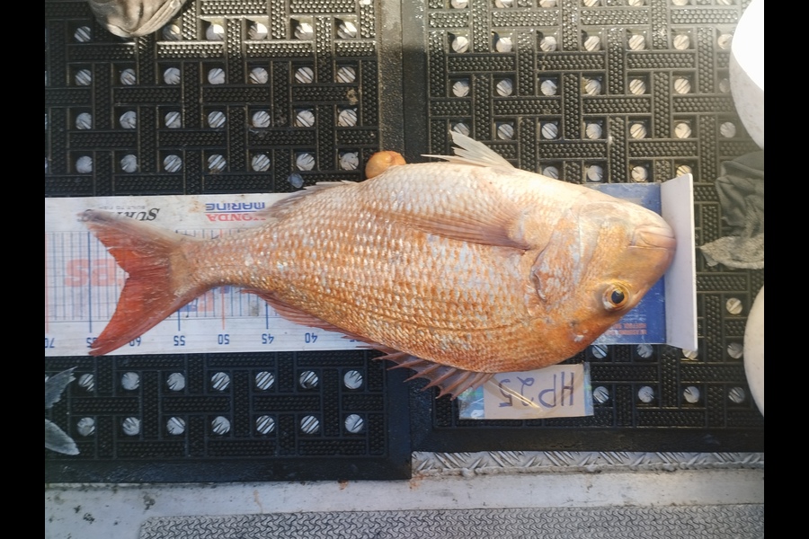 Duncan Pringle caught this 60.5cm Snapper at Wellington during The Hirepool Baitmates Fishing Comp