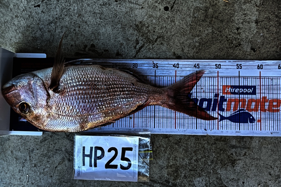 Carter Cross caught this 43cm Snapper at Coromandel during The Hirepool Baitmates Fishing Comp