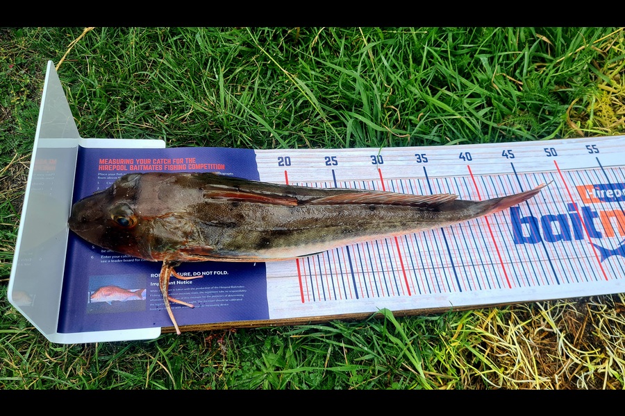Ricky Murphy caught this 44cm Gurnard at Southland during The Hirepool Baitmates Fishing Comp