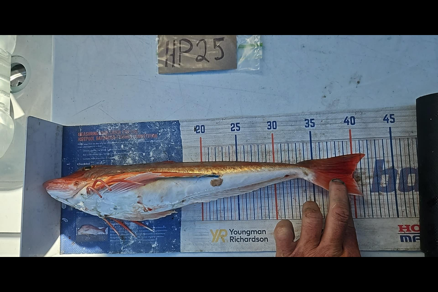 Duncan Pringle caught this 39.5cm Gurnard at Wellington during The Hirepool Baitmates Fishing Comp