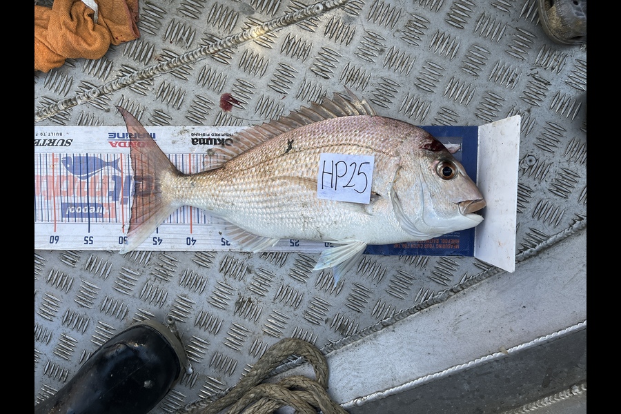 Louise Farley caught this 48.0cm Snapper at Auckland during The Hirepool Baitmates Fishing Comp