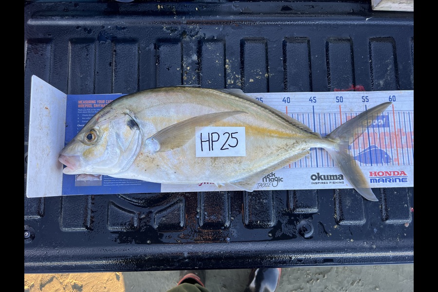 Teghan Errington caught this 51.0cm Trevally at Northland during The Hirepool Baitmates Fishing Comp