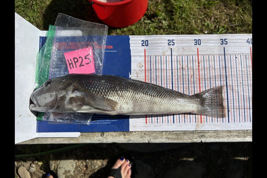 Angela Gadsby caught this 34.0cm Blue Cod at Nelson/Marlborough during The Hirepool Baitmates Fishing Comp
