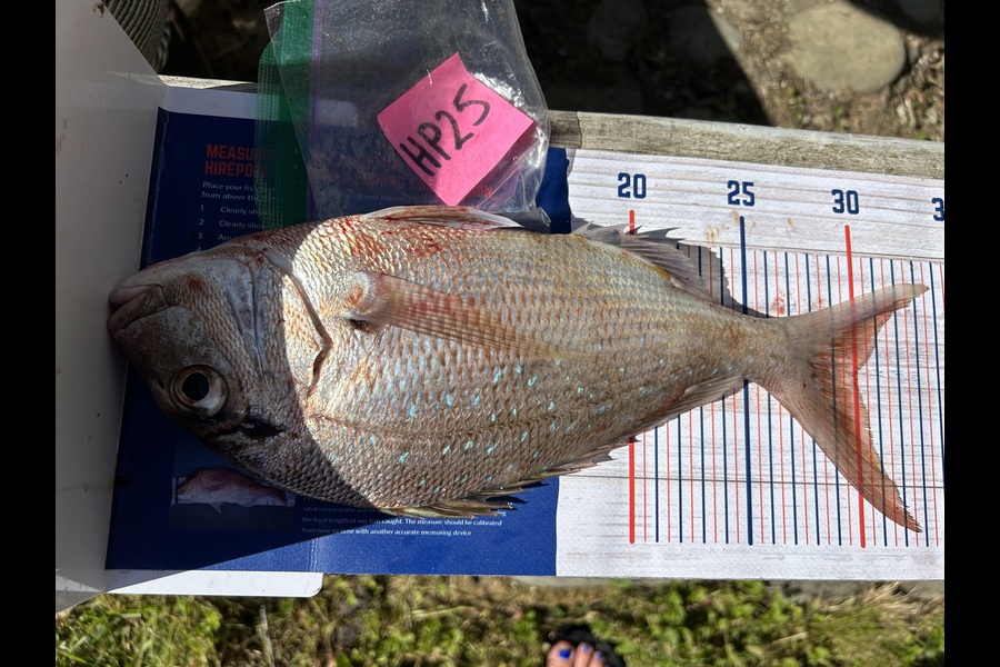 Angela Gadsby caught this 30.0cm Snapper at Nelson/Marlborough during The Hirepool Baitmates Fishing Comp