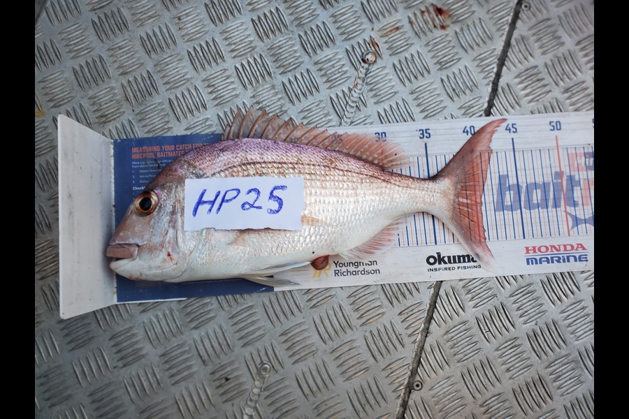 Johan Esterhuyse caught this 40.5cm Snapper at Auckland during The Hirepool Baitmates Fishing Comp