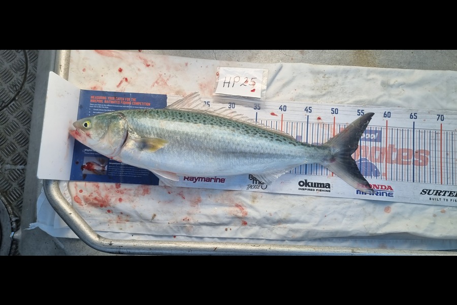 Phillip Rose caught this 53.0cm Kahawai at Nelson/Marlborough during The Hirepool Baitmates Fishing Comp