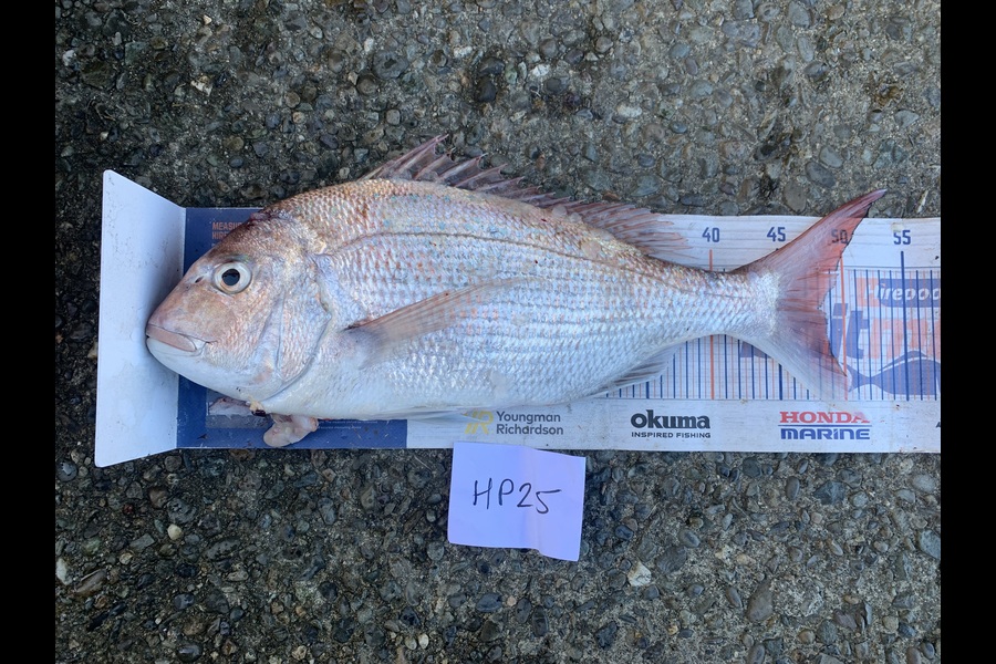 Andy Lash caught this 48.0cm Snapper at Nelson/Marlborough during The Hirepool Baitmates Fishing Comp