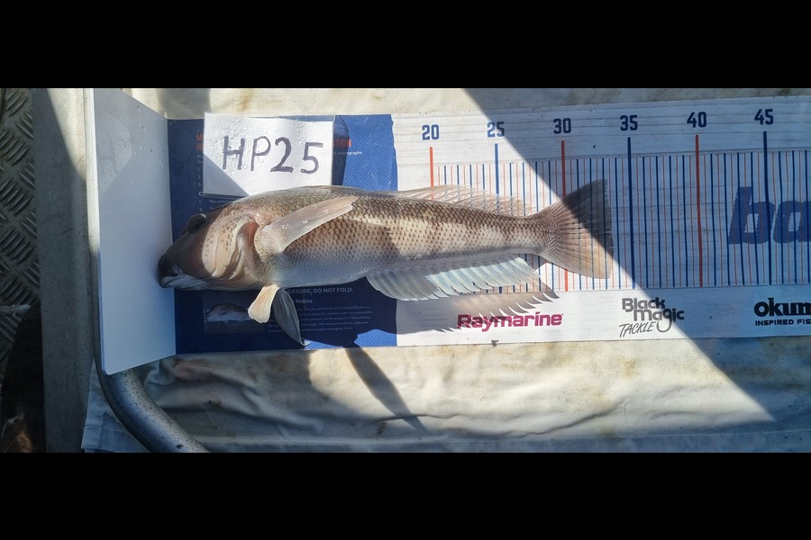 Phillip Rose caught this 33.5cm Blue Cod at Nelson/Marlborough during The Hirepool Baitmates Fishing Comp