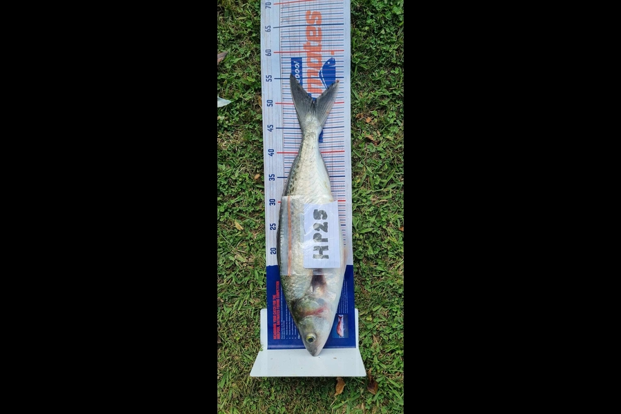 Daryl Lincoln caught this 50.5cm Kahawai at Hawkes Bay during The Hirepool Baitmates Fishing Comp