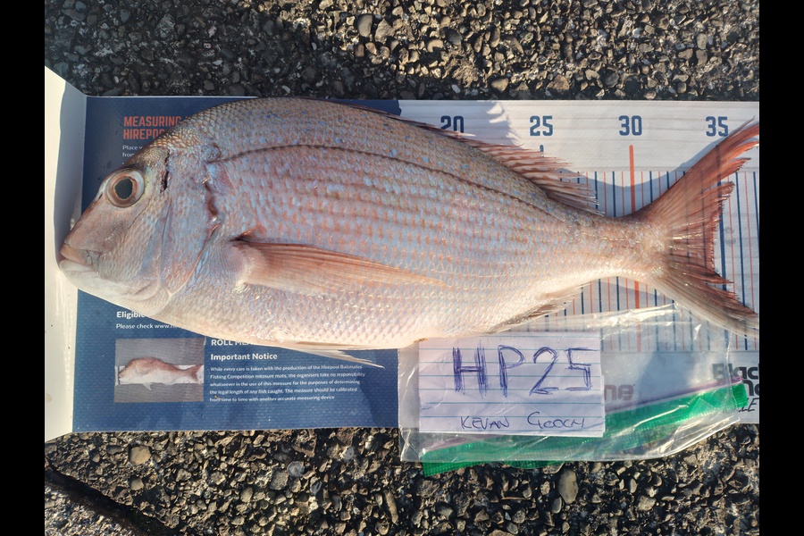 Kevan Gooch caught this 34.5cm Snapper at Wellington during The Hirepool Baitmates Fishing Comp