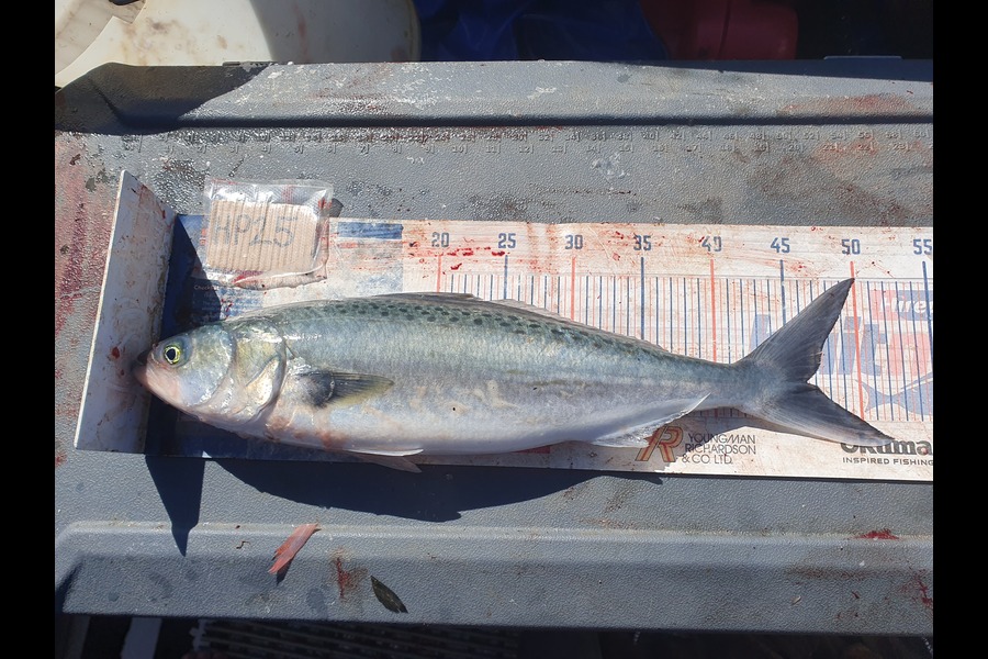 Dan Musson caught this 46.0cm Kahawai at Wellington during The Hirepool Baitmates Fishing Comp