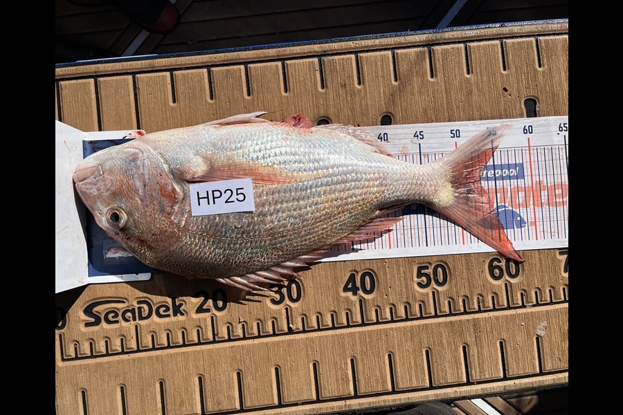 Mark Loper caught this 53.0cm Snapper at Wellington during The Hirepool Baitmates Fishing Comp