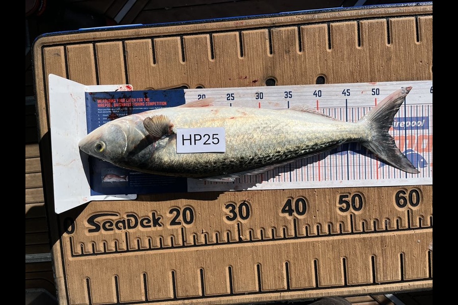 Mark Loper caught this 52.0cm Kahawai at Wellington during The Hirepool Baitmates Fishing Comp