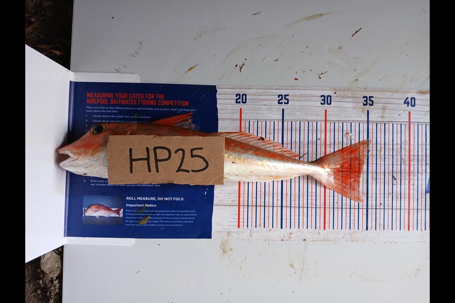 Shae Garrett caught this 34.0cm Gurnard at Hawkes Bay during The Hirepool Baitmates Fishing Comp