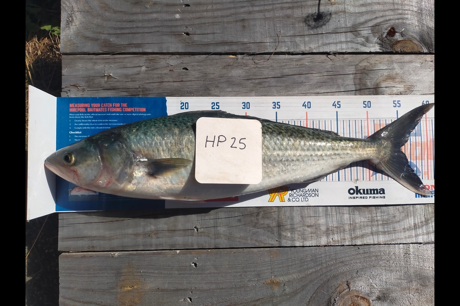 Wayne Farrow caught this 55.0cm Kahawai at Bay of Plenty during The Hirepool Baitmates Fishing Comp