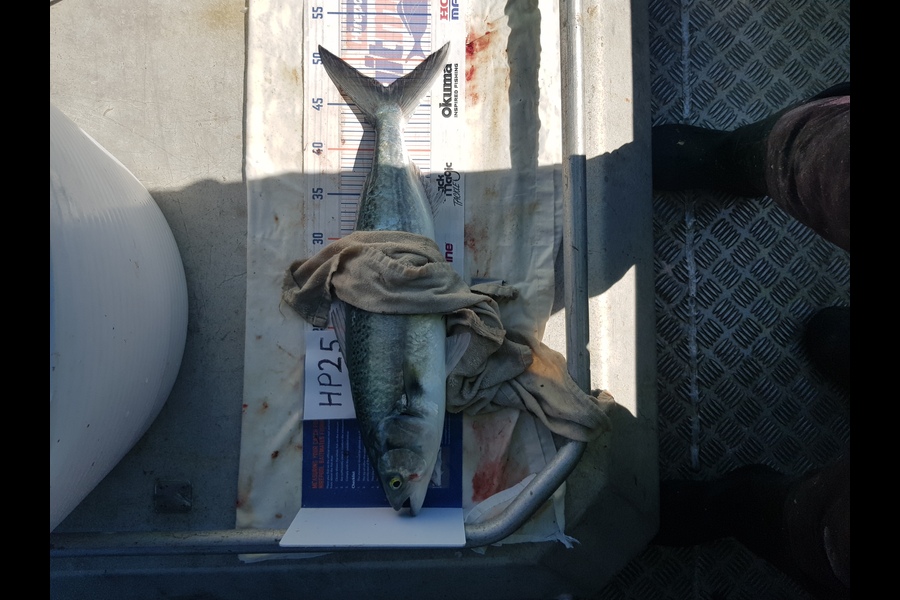 Carolyn Rose caught this 47.0cm Kahawai at Nelson/Marlborough during The Hirepool Baitmates Fishing Comp