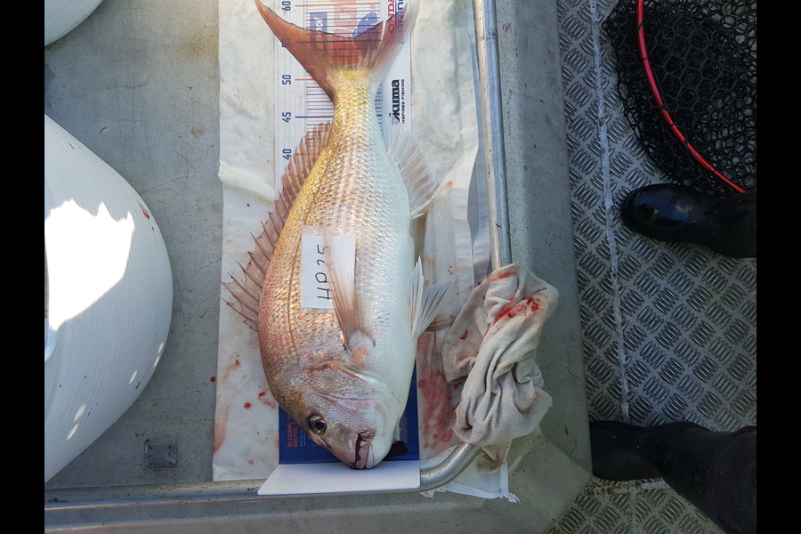 Carolyn Rose caught this 55.5cm Snapper at Nelson/Marlborough during The Hirepool Baitmates Fishing Comp