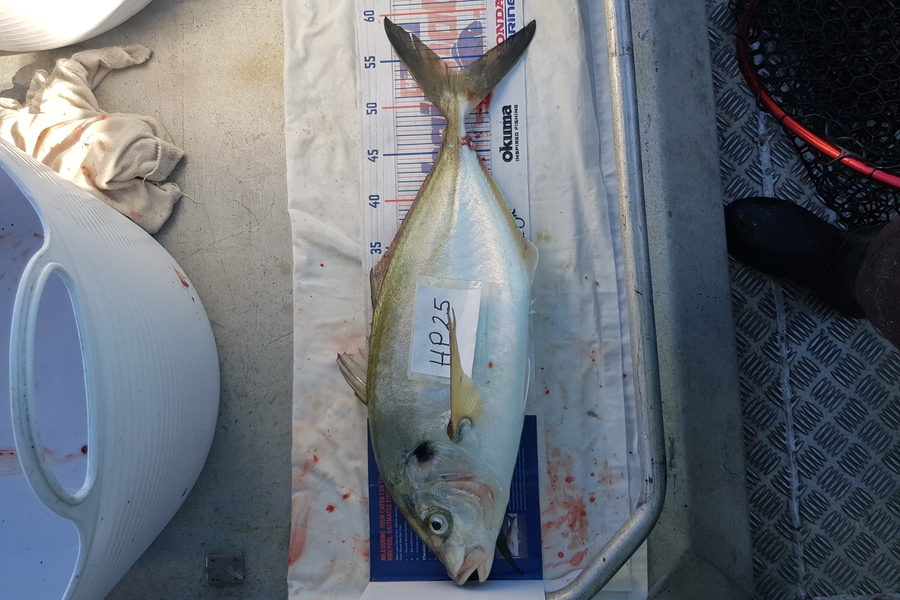 Carolyn Rose caught this 53cm Trevally at Nelson/Marlborough during The Hirepool Baitmates Fishing Comp
