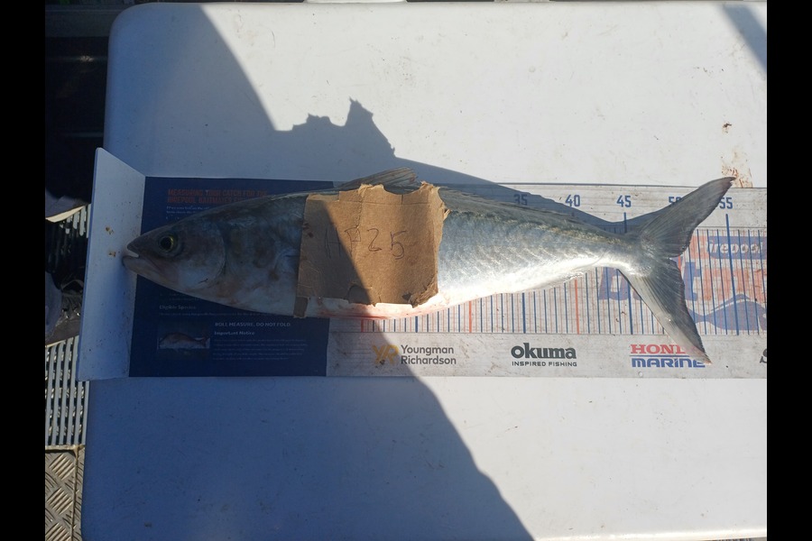 Brendon Iremonger caught this 48.5cm Kahawai at Taranaki during The Hirepool Baitmates Fishing Comp