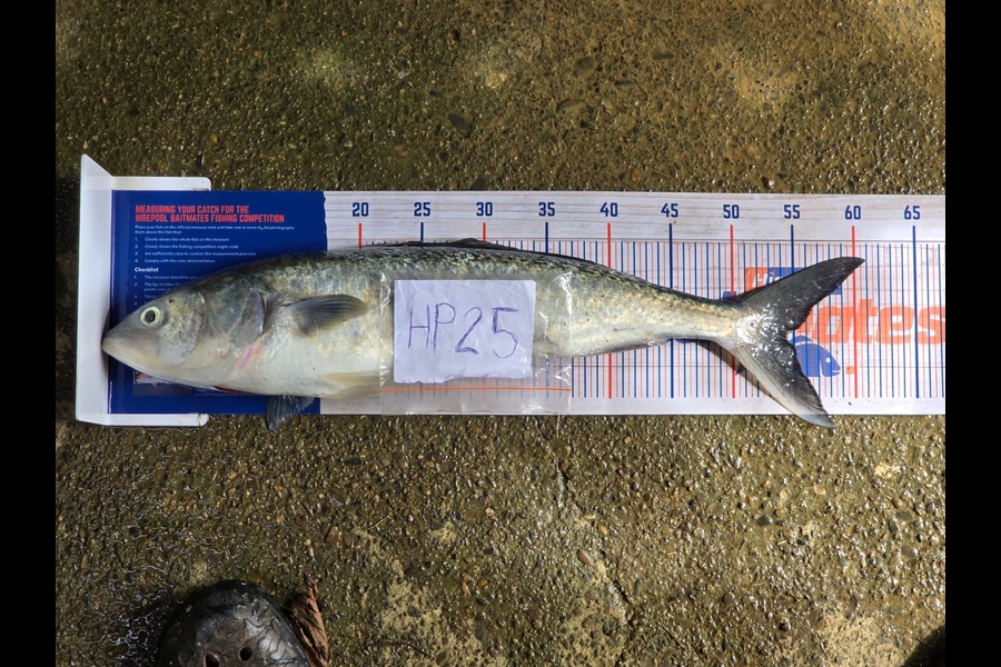Jacobus Hendrikus Lombard caught this 54cm Kahawai at Northland during The Hirepool Baitmates Fishing Comp