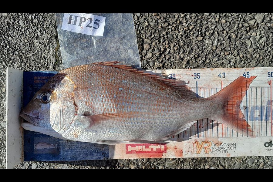 Leigh Page caught this 43.5cm Snapper at Wellington during The Hirepool Baitmates Fishing Comp