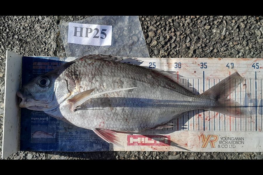 Leigh Page caught this 39.5cm Tarakihi at Wellington during The Hirepool Baitmates Fishing Comp
