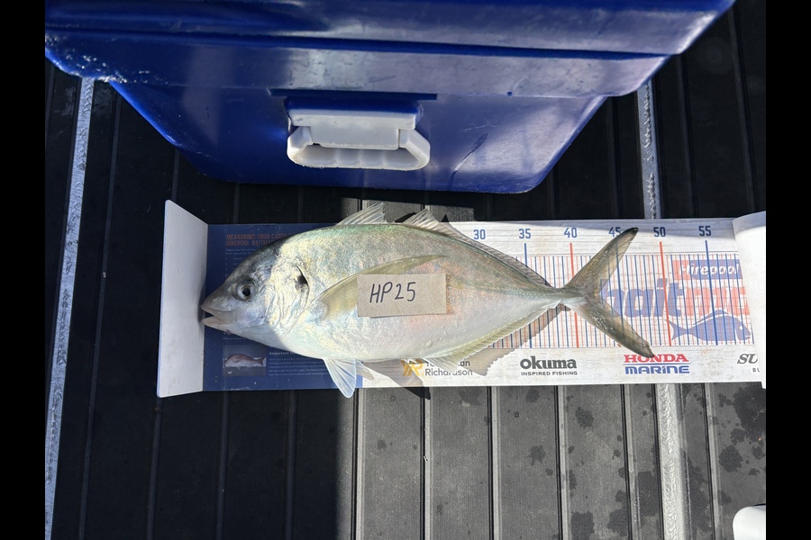 Tony Flowers caught this 42.5cm Trevally at Wellington during The Hirepool Baitmates Fishing Comp