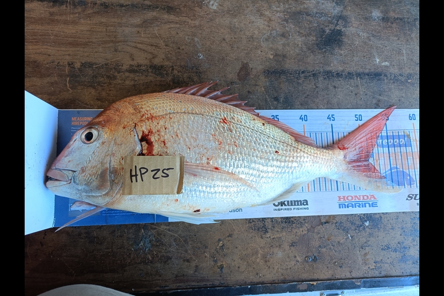 Nathan Lynn Watts caught this 51.0cm Snapper at Wellington during The Hirepool Baitmates Fishing Comp