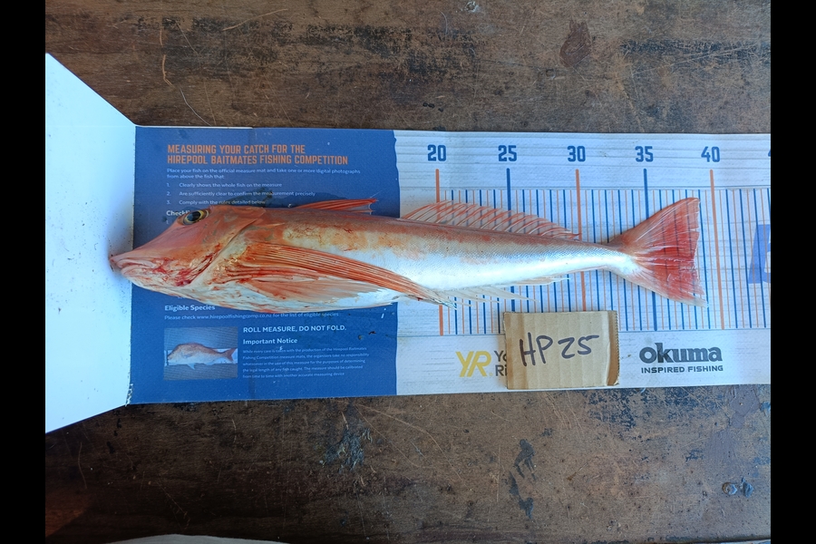 Nathan Lynn Watts caught this 38.0cm Gurnard at Wellington during The Hirepool Baitmates Fishing Comp