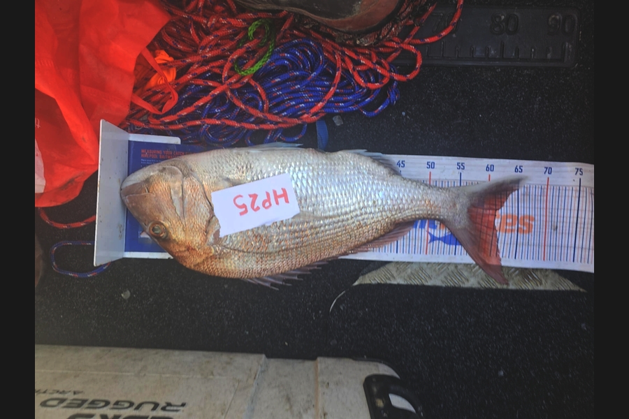 Brae Collins caught this 61.0cm Snapper at Hawkes Bay during The Hirepool Baitmates Fishing Comp