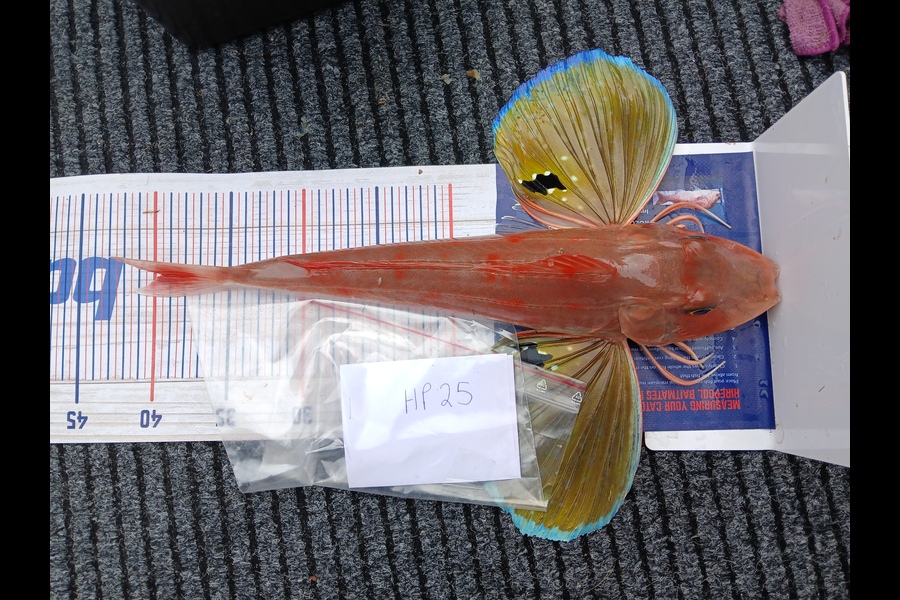 Jan Christoffel Greyling caught this 39.0cm Gurnard at Hawkes Bay during The Hirepool Baitmates Fishing Comp