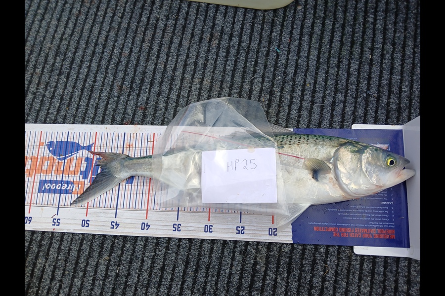Jan Christoffel Greyling caught this 48.5cm Kahawai at Hawkes Bay during The Hirepool Baitmates Fishing Comp