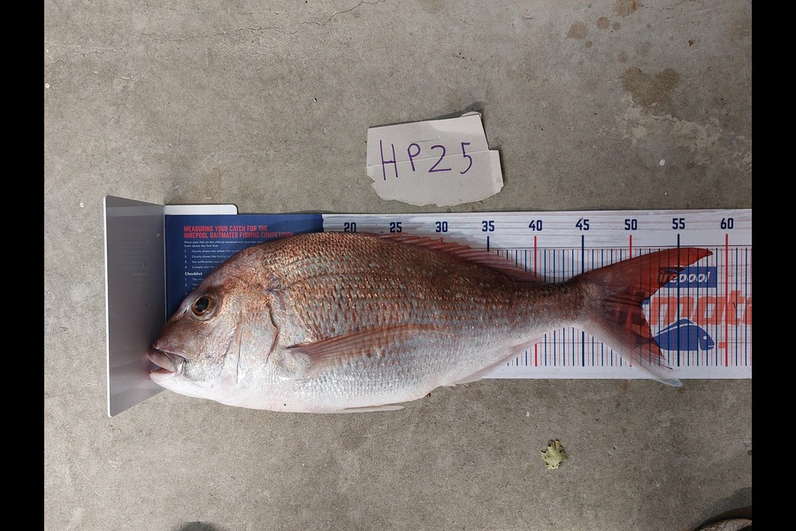 Andrew Wooster caught this 51.0cm Snapper at Wellington during The Hirepool Baitmates Fishing Comp
