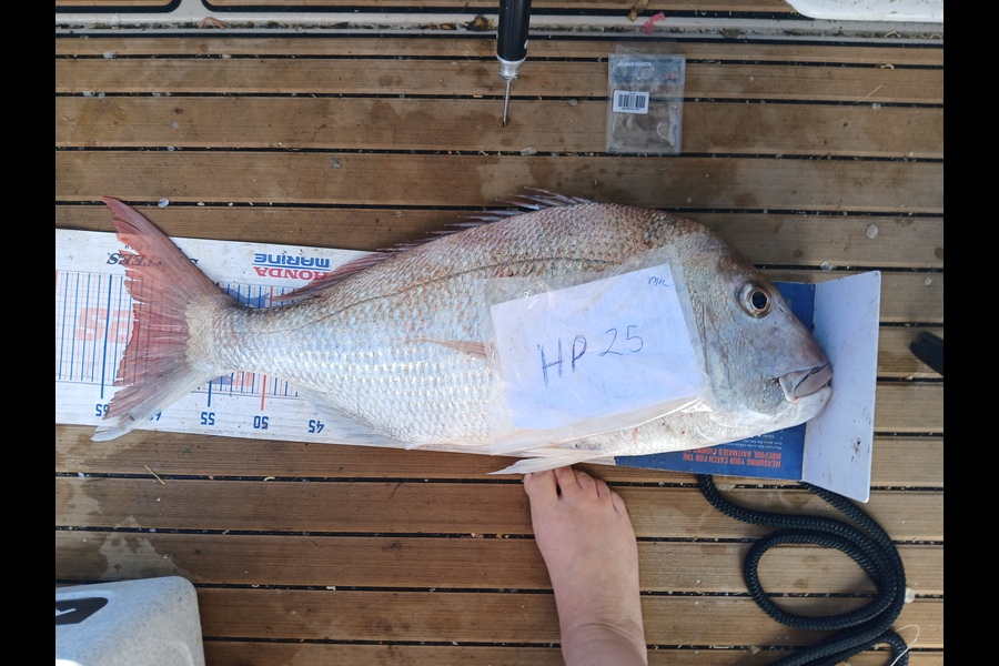 Jenny Bailey caught this 62.5cm Snapper at Waikato during The Hirepool Baitmates Fishing Comp