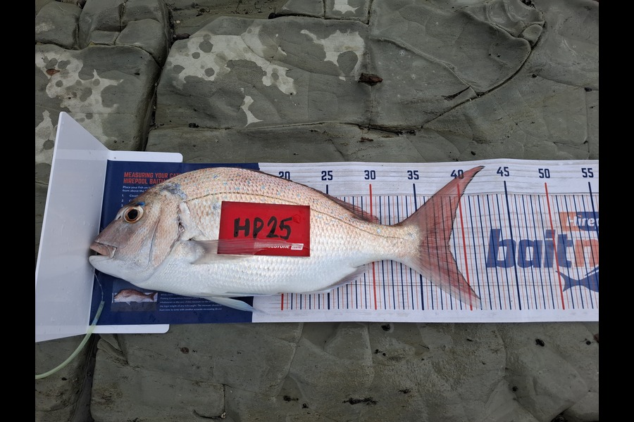 Kelvin Carpenter caught this 38.5cm Snapper at Hawkes Bay during The Hirepool Baitmates Fishing Comp