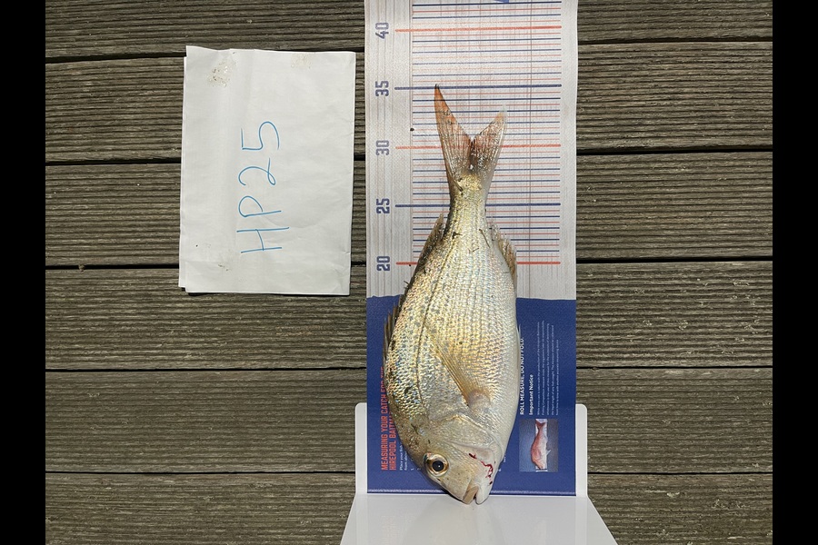 Martin Lee caught this 30.5cm Snapper at Auckland during The Hirepool Baitmates Fishing Comp
