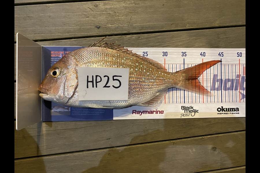 Guy Marshall caught this 38.5cm Snapper at Wellington during The Hirepool Baitmates Fishing Comp