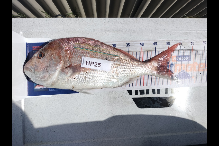 Nathan Bath caught this 49.0cm Snapper at Hawkes Bay during The Hirepool Baitmates Fishing Comp