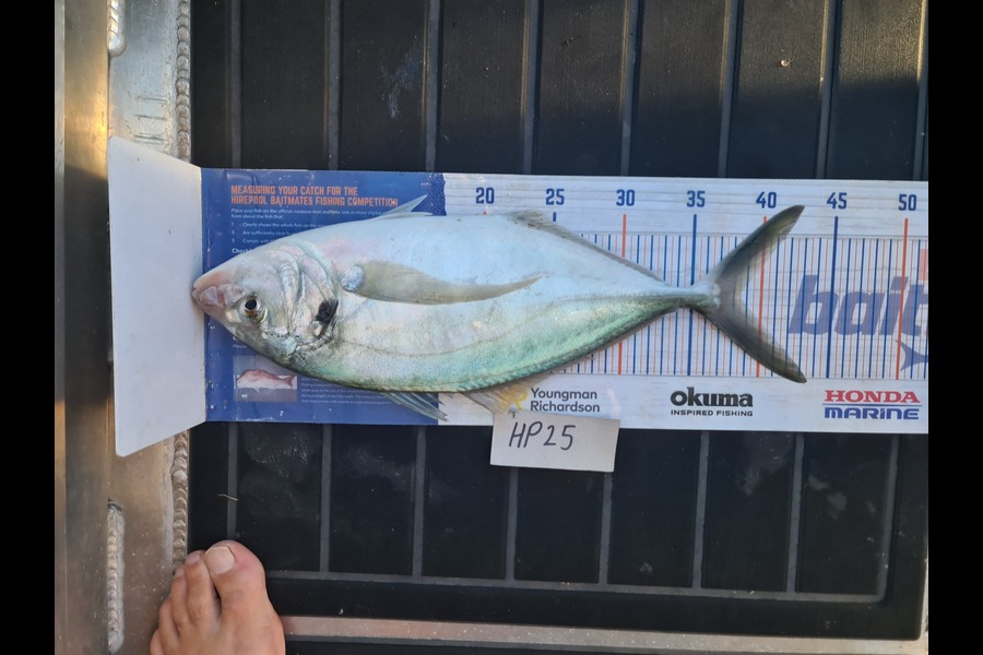 Scott Bassett caught this 38.5cm Trevally at Wellington during The Hirepool Baitmates Fishing Comp