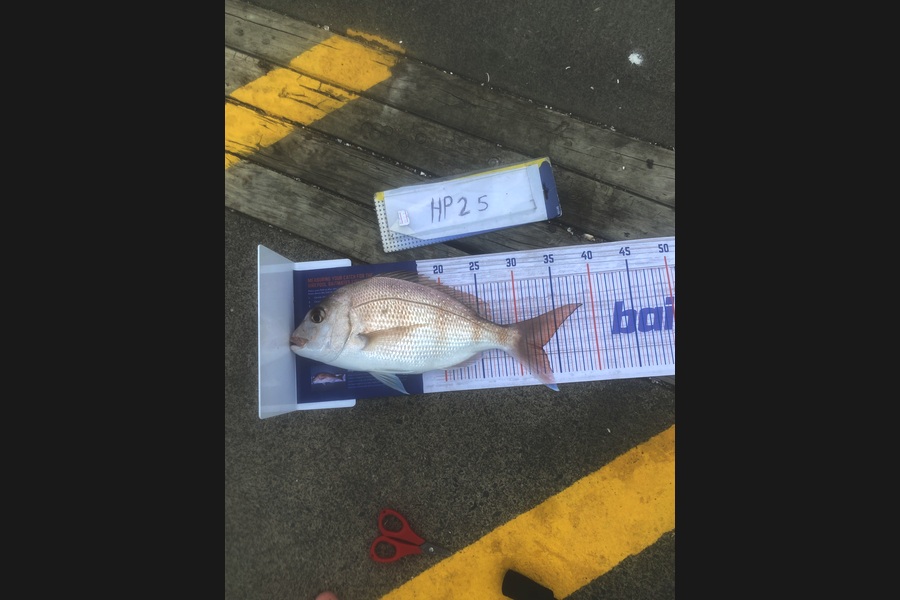 Cory Allen caught this 33.0cm Snapper at Auckland during The Hirepool Baitmates Fishing Comp