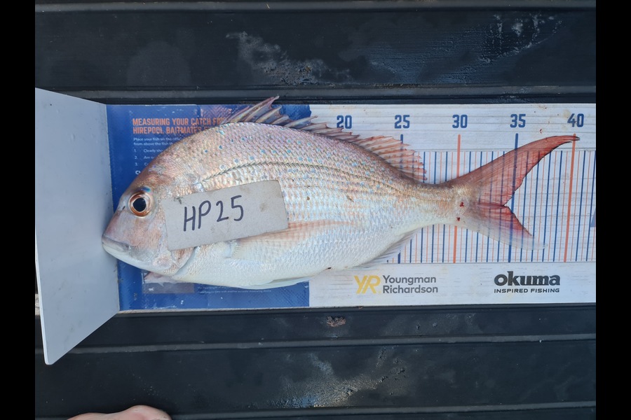 Scott Bassett caught this 34.0cm Snapper at Wellington during The Hirepool Baitmates Fishing Comp