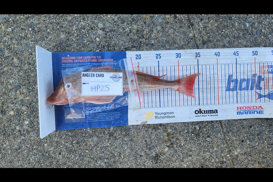 Myles Carson caught this 33.5cm Gurnard at Wellington during The Hirepool Baitmates Fishing Comp