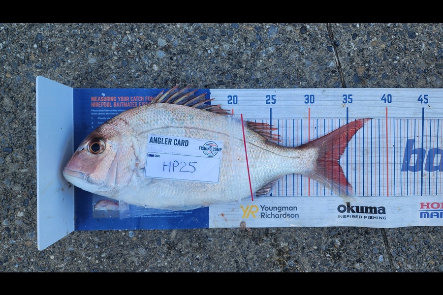 Myles Carson caught this 34.0cm Snapper at Wellington during The Hirepool Baitmates Fishing Comp
