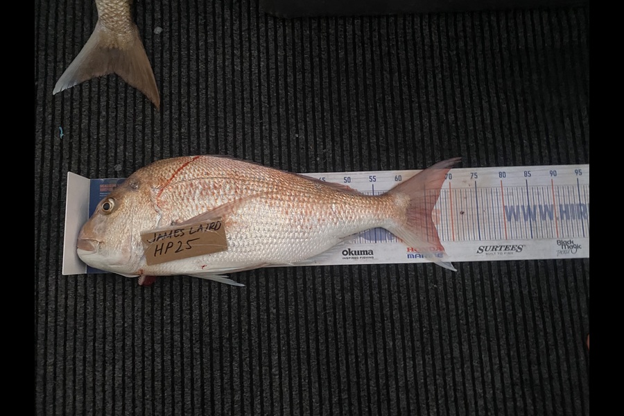 James Laird caught this 66.0cm Snapper at Nelson/Marlborough during The Hirepool Baitmates Fishing Comp
