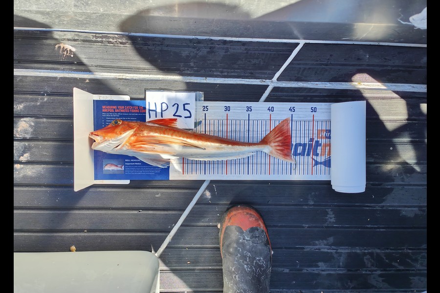 Laurence  Field caught this 44.5cm Gurnard at Wellington during The Hirepool Baitmates Fishing Comp