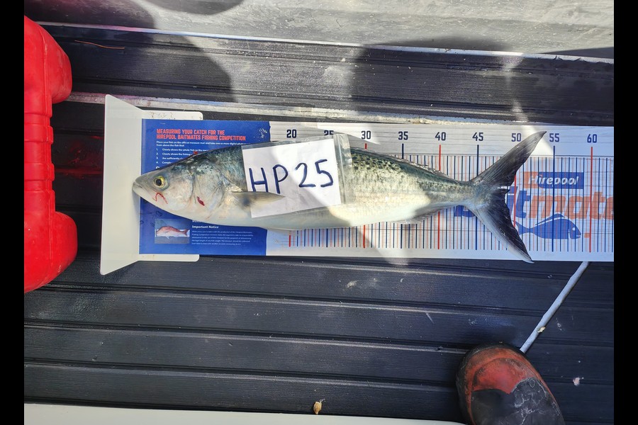 Laurence  Field caught this 48.5cm Kahawai at Wellington during The Hirepool Baitmates Fishing Comp