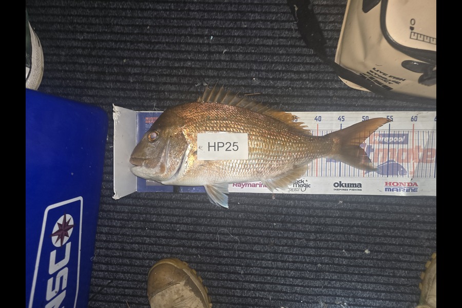 Stephen Gudsell caught this 49.0cm Snapper at Bay of Plenty during The Hirepool Baitmates Fishing Comp
