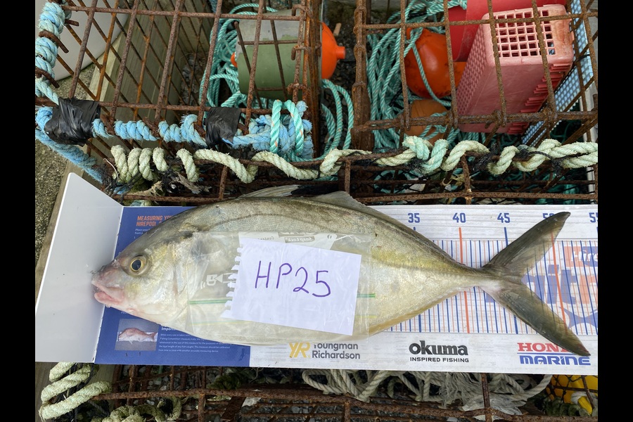Scott Marriott caught this 46.0cm Trevally at Wellington during The Hirepool Baitmates Fishing Comp