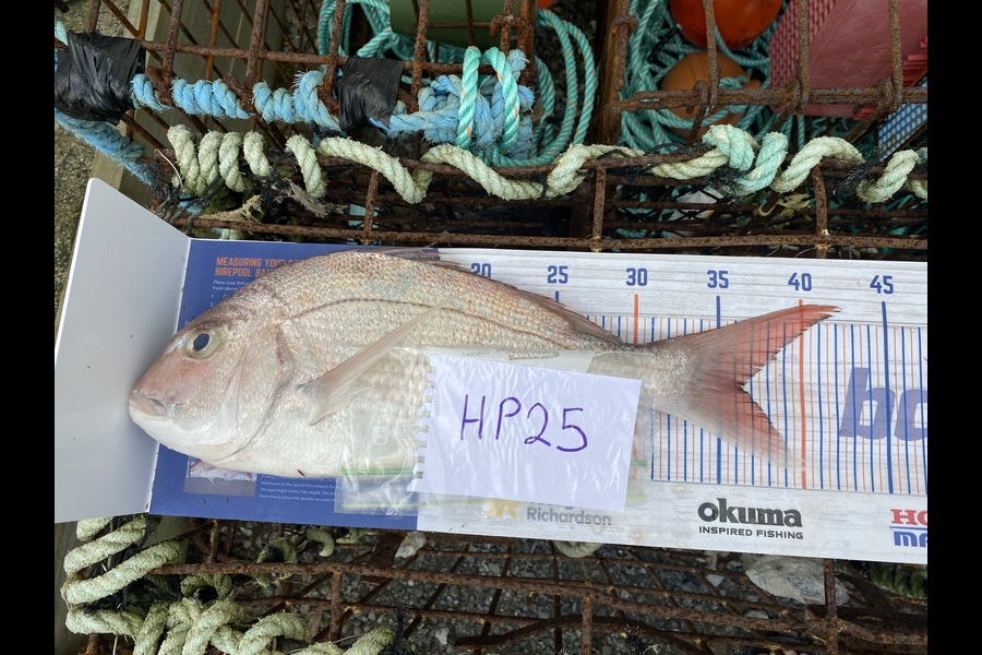 Scott Marriott caught this 36.5cm Snapper at Wellington during The Hirepool Baitmates Fishing Comp