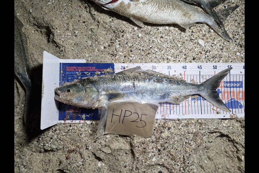 Craig Nelder caught this 50.0cm Kahawai at Northland during The Hirepool Baitmates Fishing Comp